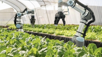 Kinh tế nông nghiệp Thủ đô gắn với phát triển đô thị văn minh