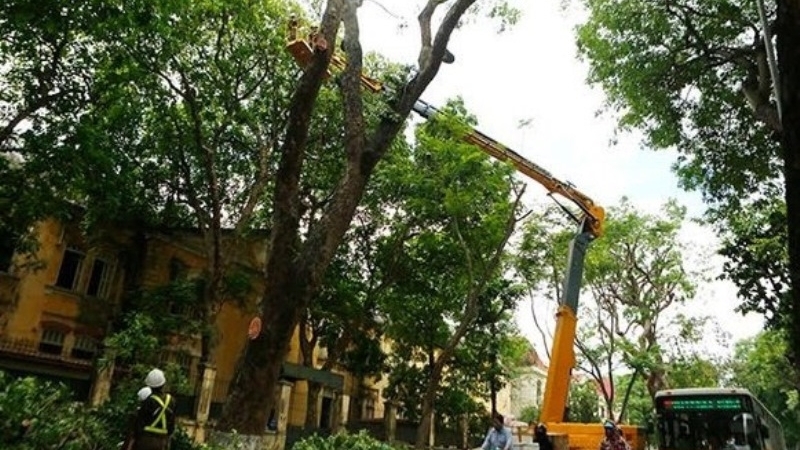 Hà Nội: 50.000 cây xanh sẽ được hạ độ cao để ngăn rủi ro trong mùa mưa bão