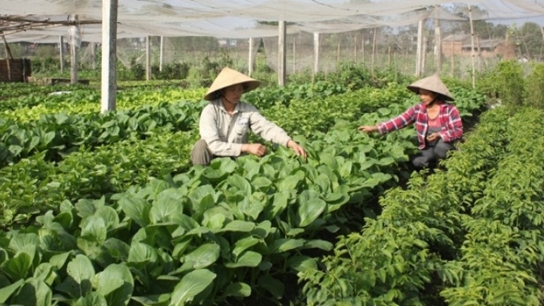 Hà Nội: Tích cực hỗ trợ doanh nghiệp mở rộng thị trường xuất khẩu rau, củ, quả