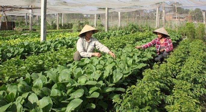 TP Hà Nội đã có nhiều chính sách hỗ trợ doanh nghiệp, hợp tác xã về ứng dụng công nghệ trong sản xuất rau quả an toàn, hữu cơ, phát triển các chuỗi sản xuất - tiêu thụ nông sản.