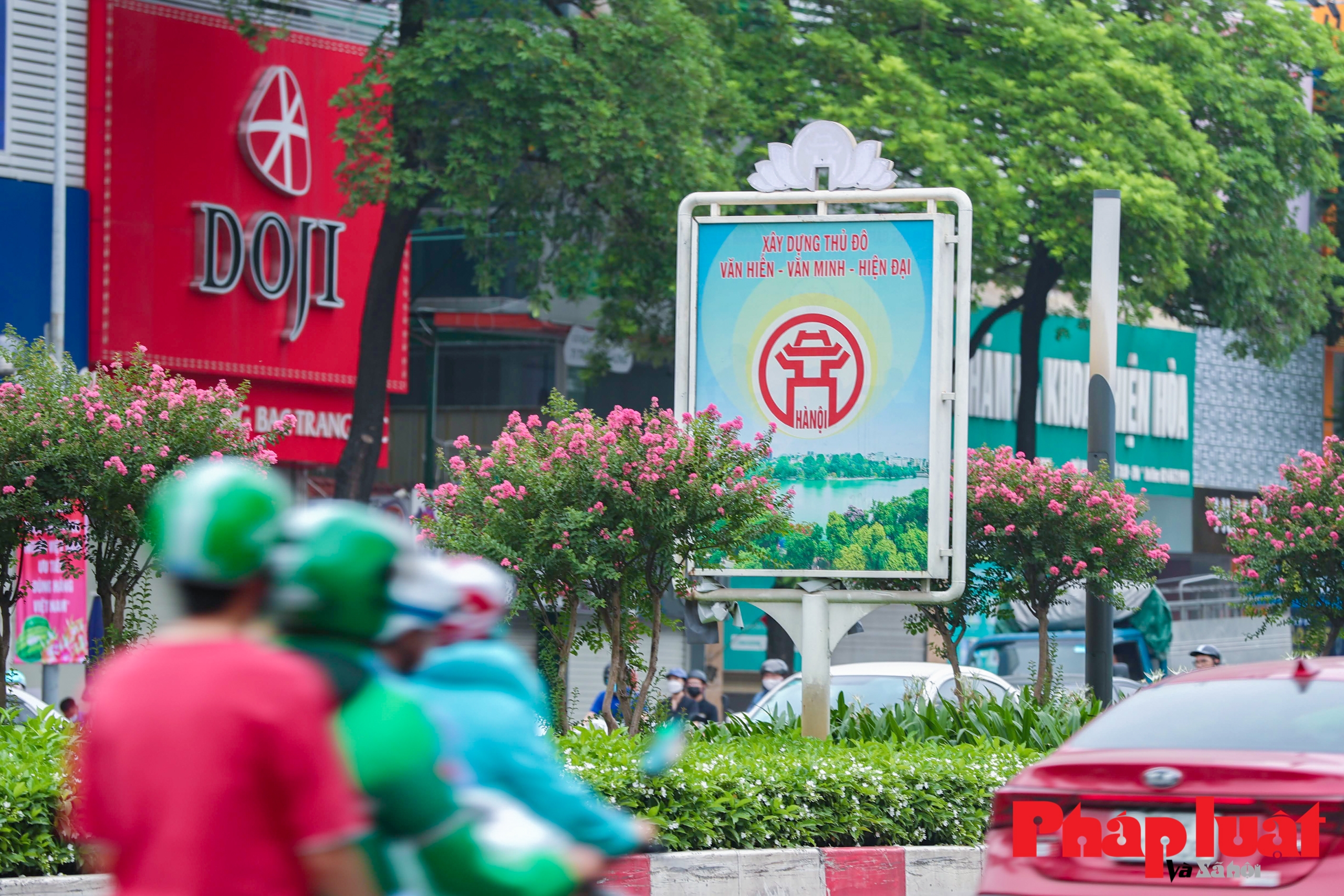 Rực rỡ đường hoa tường vi đẹp như mơ ở trung tâm Hà Nội