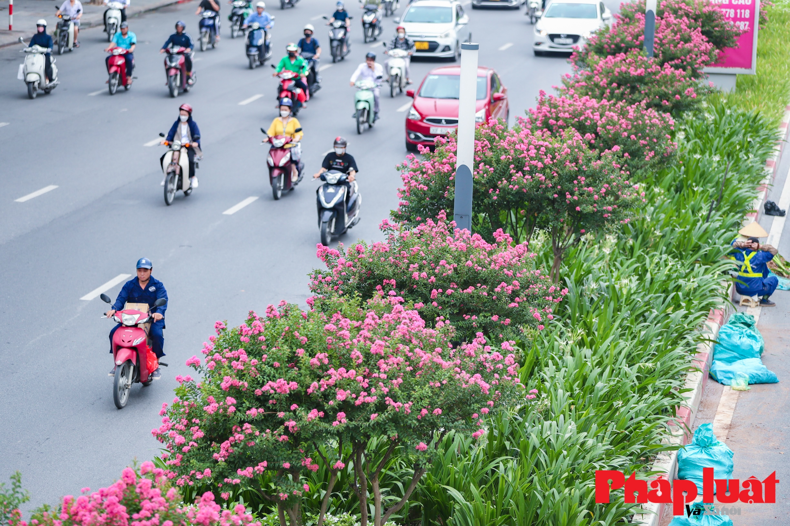 Rực rỡ đường hoa tường vi đẹp như mơ ở trung tâm Hà Nội
