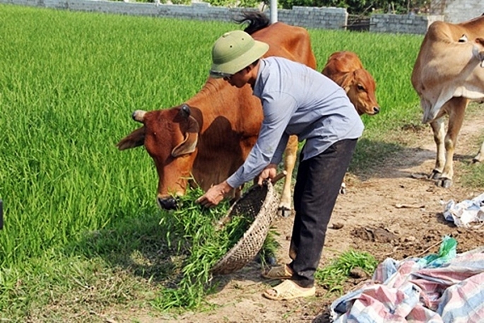 Anh Trương Hữu Thụ hội viên Hội NKT huyện phát triển phát triển chăn nuôi từ nguồn vốn vay.