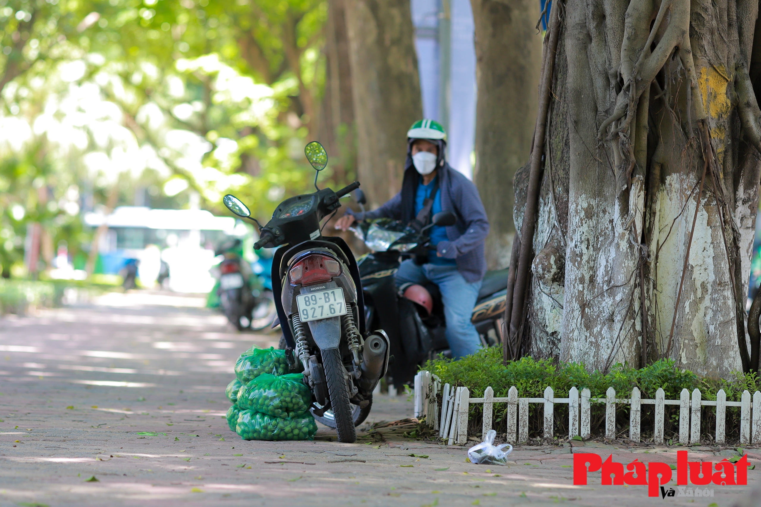 Mùa sấu về trên phố phường Hà Nội