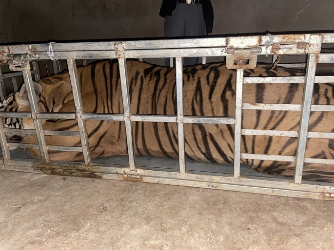 Cá thể hổ nặng 235 kg vừa được CA Nghệ An thu giữ khi hai đối tượng trên đường vận chuyển đi tiêu thụ