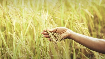 Hiện tượng El Nino tác động lớn tới sản xuất lúa gạo tại châu Á