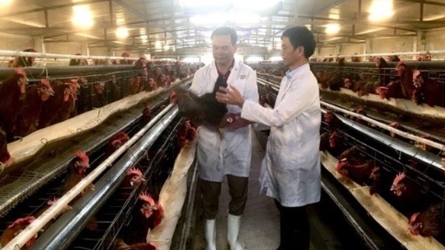 Hà Nội: Phát triển kinh tế tuần hoàn, chăn nuôi hữu cơ là xu thế tất yếu