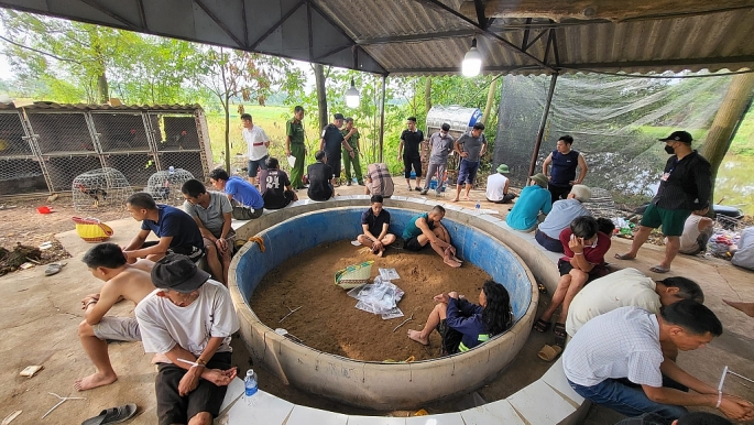 Phú Thọ: Phá tụ điểm đá gà quy mô lớn, bắt giữ hơn 70 đối tượng