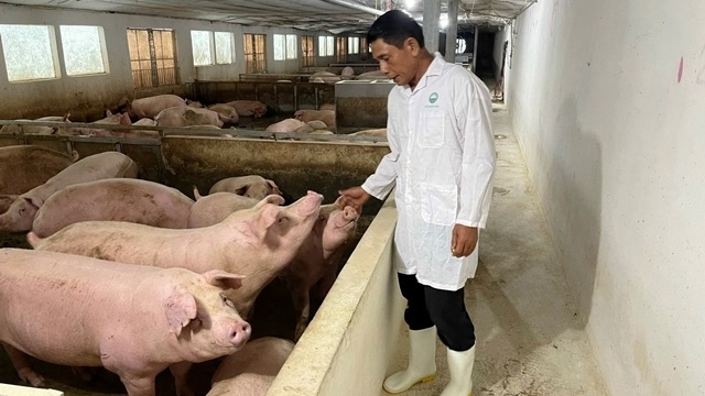Hà Nội: Chăn nuôi lợn theo hướng tuần hoàn, sinh thái là hướng đi bền vững, hiệu quả