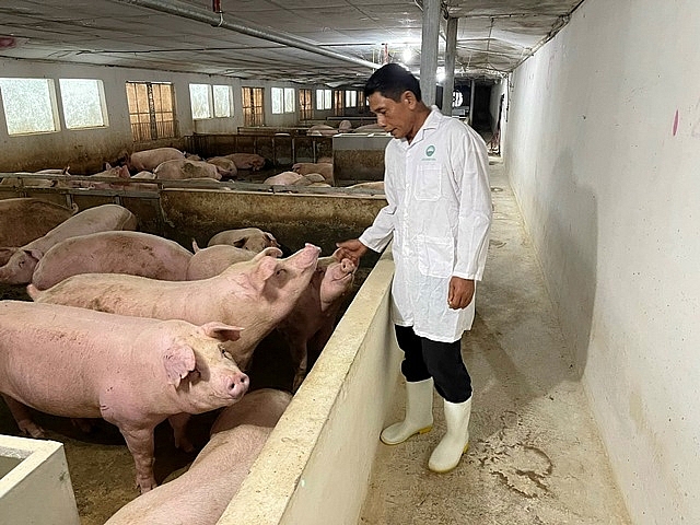 Tỷ trọng chăn nuôi chiếm trên 53% giá trị GDP sản xuất nông nghiệp của Hà Nội. Ảnh: Thiện Tâm