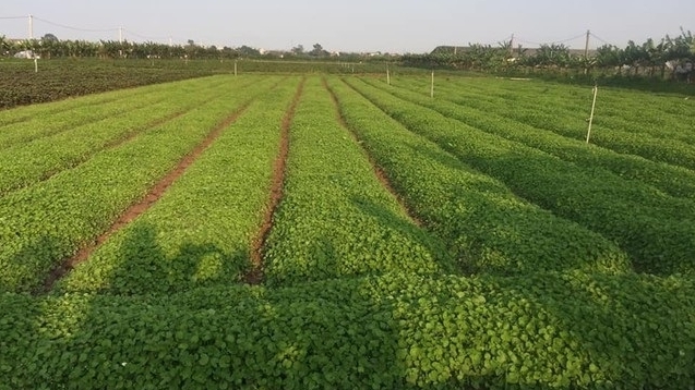 Chuyển đổi số trong nông nghiệp đã được TP Hà Nội quan tâm triển khai