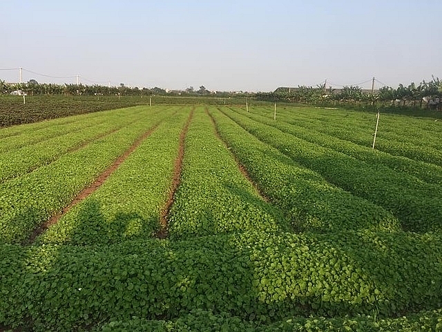 Nông nghiệp Thủ đô đã hình thành nhiều vùng sản xuất chuyên canh đạt chuẩn VietGap, mang lại thu nhập cao cho bà con nông dân. Ảnh: Thiện Tâm.