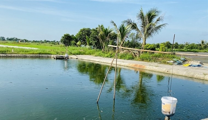 Khu vực ao nuôi chạch, nơi xảy ra sự việc thương tâm.