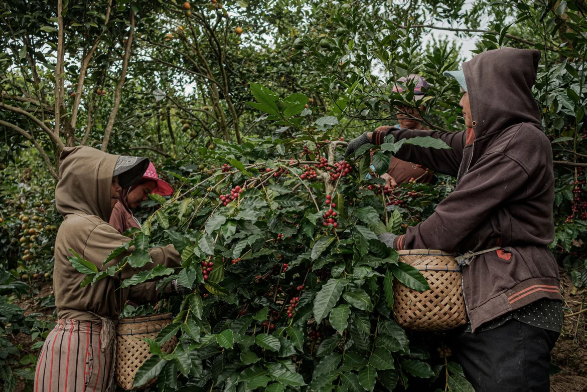 Sản lượng cà phê Indonesia sụt giảm nghiêm trọng bởi El Nino