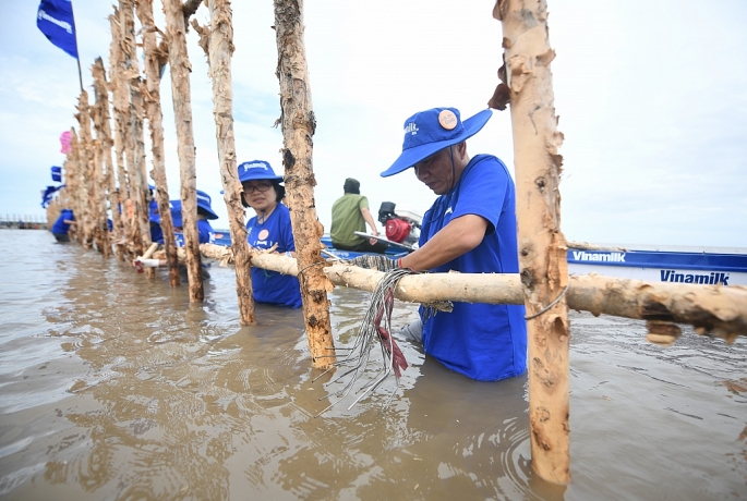 Các nhân viên Vinamilk tham gia làm gần 1.000m hàng rào đầu tiên trong gần 2.400m hàng rào để khoanh nuôi tái sinh rừng ngập mặn tại Vườn Quốc gia Mũi Cà Mau     