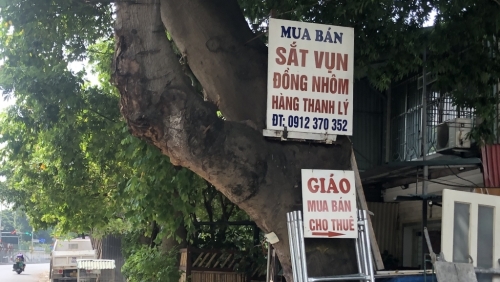 Cây xanh đô thị đang bị “giảm tuổi thọ” bởi...