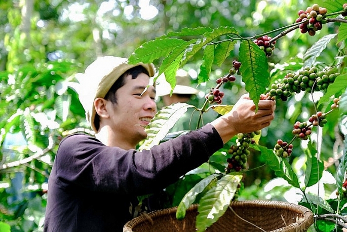 Giá cà phê xuất khẩu của Việt Nam đang ở mức cao nhất trong vòng 30 năm qua. Ảnh minh họa