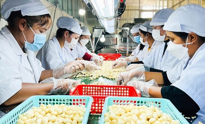 Tháng 8/2023, xuất khẩu hạt điều của Việt Nam tiếp tục ghi nhận mức cao kỷ lục mới về lượng và giá. Ảnh minh họa