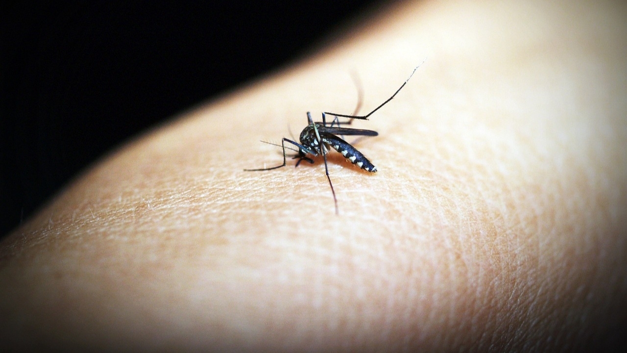 Lưu ý trong điều trị sốt xuất huyết Dengue