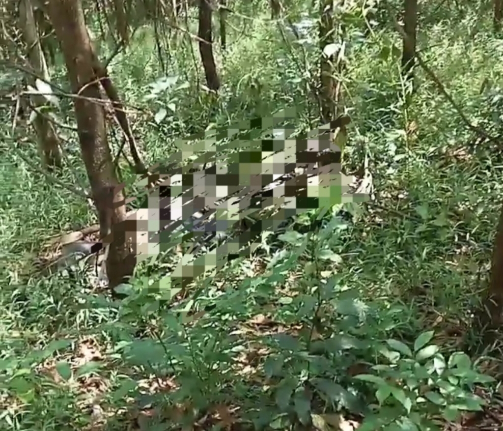 Tìm thấy thi thể nạn nhân mất tích sau khi vào rừng bắt ong