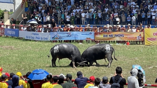 Sôi động Lễ hội chọi trâu truyền thống Đồ Sơn 2023