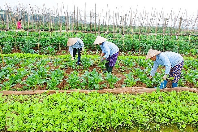 Những năm qua, ngành Nông nghiệp Thủ đô chú trọng hướng đến “Sản xuất xanh - Tiêu dùng xanh”. Ảnh: T. Tâm