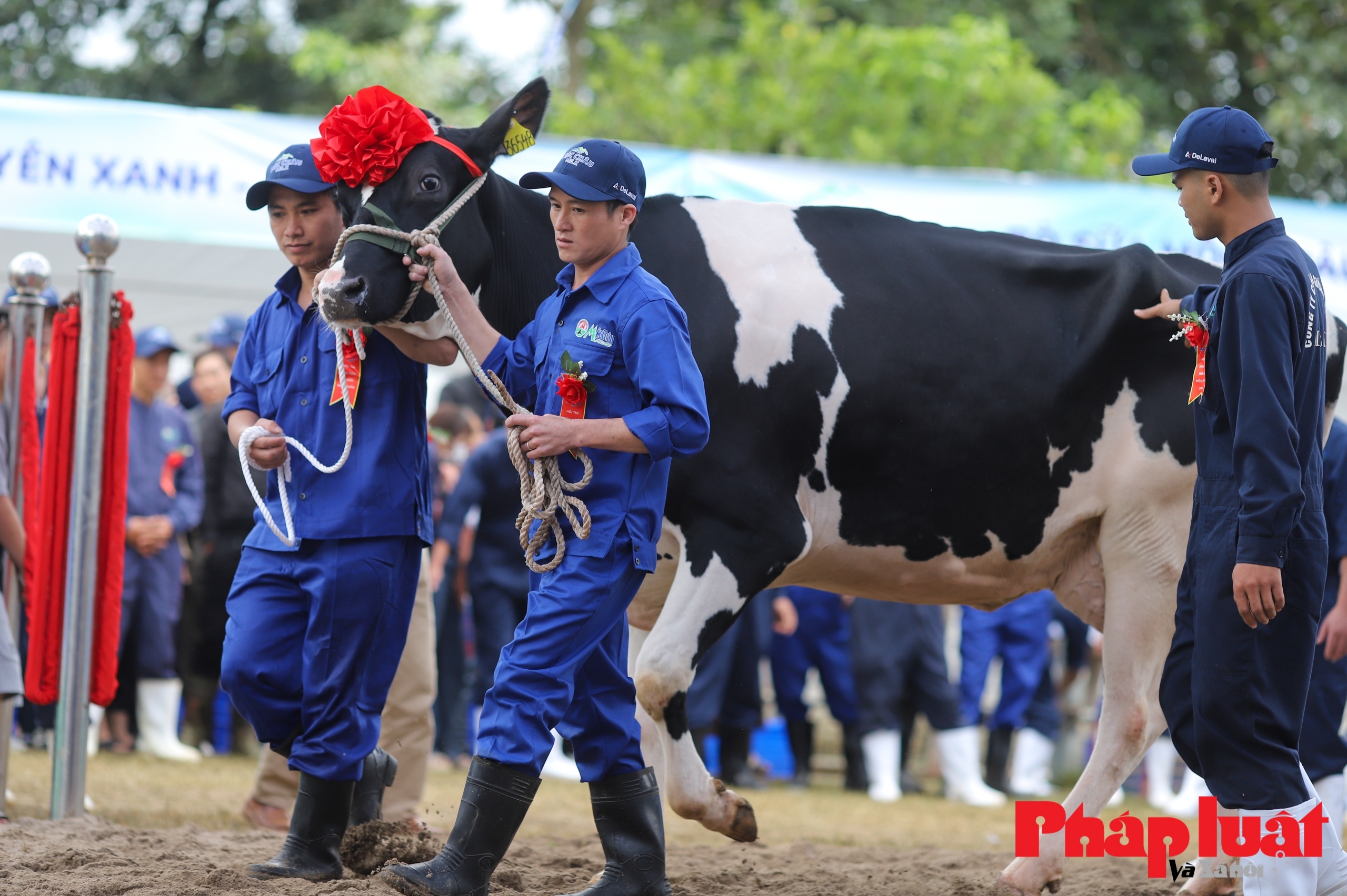 Quá trình chăm nuôi cô bò đi thi "hoa hậu bò sữa" Mộc Châu