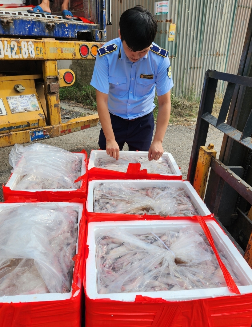 Thu giữ 4,5 tấn cá khoai chứa chất cấm ở Thanh Hóa