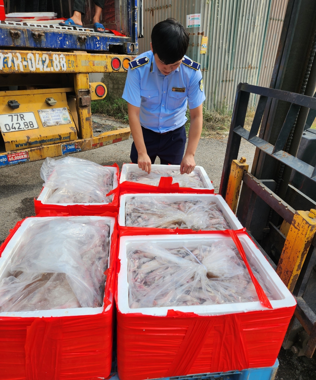 Lực lượng QLTT Thanh Hoá tiến hành kiểm tra và phát hiện trong 4,5 tấn cá khoai có chứa foocmon (ảnh CTV)
