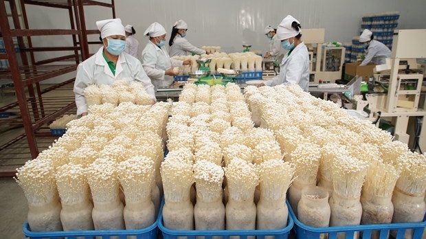Hà Nội: Ứng dụng công nghệ cao trong công nghiệp chế biến nông sản