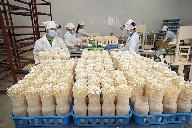 Toàn bộ quy trình từ sản xuất đến thu hoạch nấm của Công ty Kinoko Thanh Cao ở xã Đốc Tín, huyện Mỹ Đức.	Ảnh: Thanh Tuyền