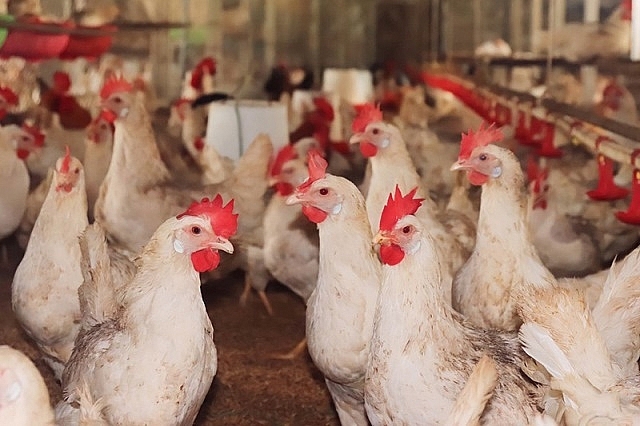 Mô hình nuôi gà D310 của Công ty Dabaco (thị trấn Xuân Mai, huyện Chương Mỹ, Hà Nội) - D310 là một giống gà của Dabaco, ổn định về tỷ lệ đẻ trứng, cho năng suất cao. Ảnh: Chi cục Chăn nuôi và Thú y Hà Nội