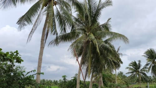 Tai nạn thương tâm, người đàn ông tử vong treo lơ lửng trên cây