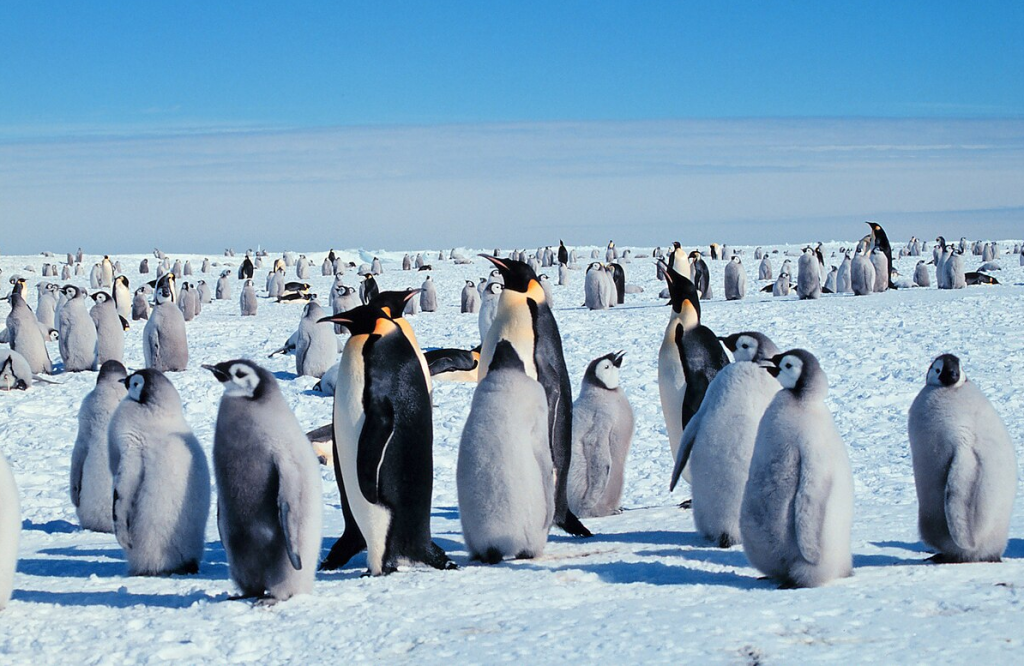 Ghi nhận trường hợp nhiễm virus cúm gia cầm đầu tiên ở Nam Cực