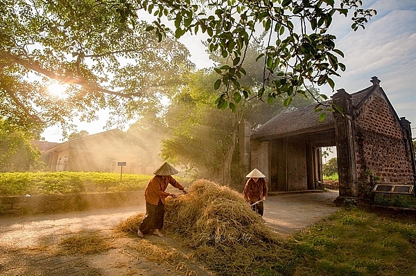 : Bình yên mùa thu hoạch lúa chín tại làng cổ Đường Lâm.	   Ảnh: Nina May