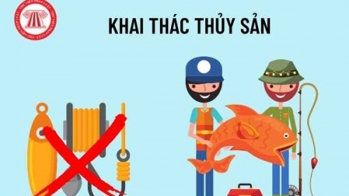 Quản lý đội tàu và theo dõi, kiểm tra, kiểm soát hoạt động tàu cá