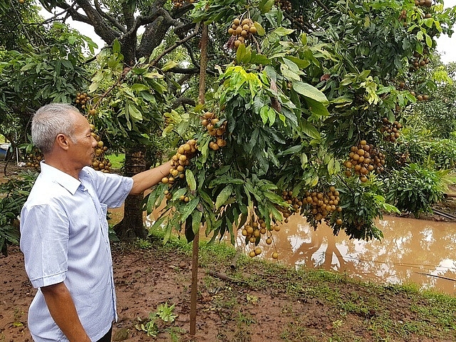 Sản phẩm Nhãn chín muộn tại huyện Hoài Đức và Quốc Oai. Ảnh: T. Tâm