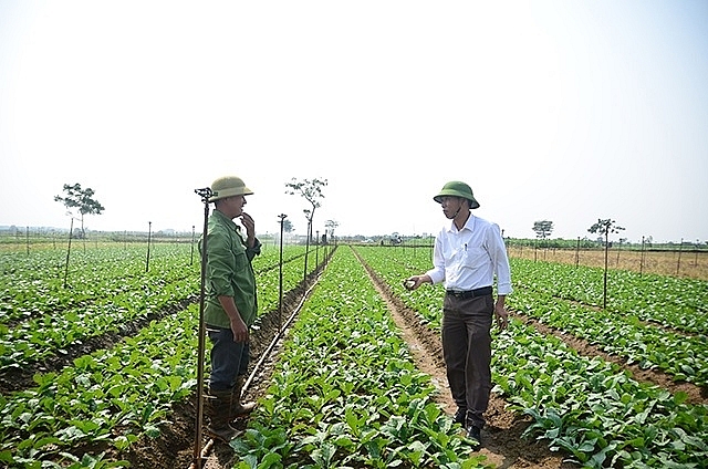 Cánh đồng rau an toàn của nông dân Đông Cao, xã Tráng Việt, huyện Mê Linh. Ảnh: HTX rau Đông Cao