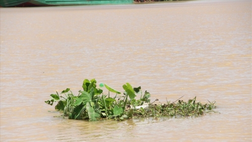 Một nam thanh niên mất tích khi tập luyện đua thuyền