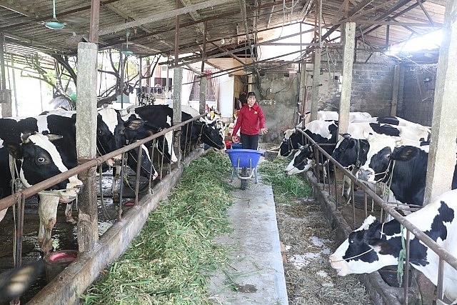 Mô hình chăn nuôi bò sữa tại thôn Mồ Đồi, xã Vân Hòa. Ảnh: N. P