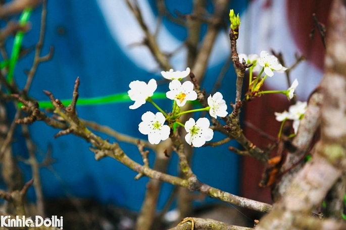 Những cành hoa lê nở theo chùm có cánh mỏng, trắng muốt mang vẻ đẹp thanh tao từ miền sơn cước. Ảnh: Vĩnh Quang