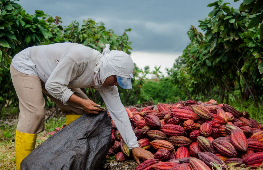 Thị trường cacao tăng lên mức kỷ lục sau gần nửa thế kỷ