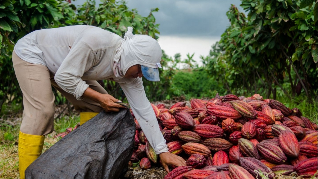 Thị trường cacao tăng lên mức kỷ lục sau gần nửa thế kỷ