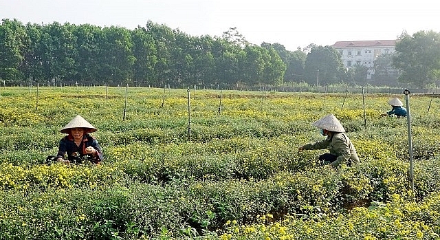 Mô hình trồng giống cúc chi tại thị xã Sơn Tây. Ảnh: P. Thanh