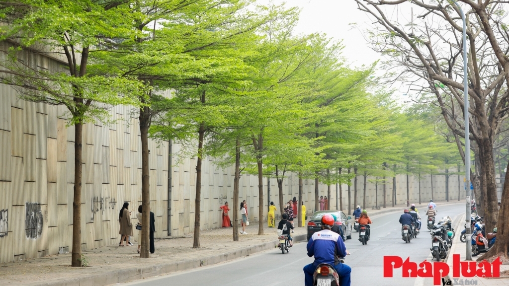 Năm 2024, Hà Nội sẽ trồng mới 200.000 - 250.000 cây bóng mát, cây lấy gỗ