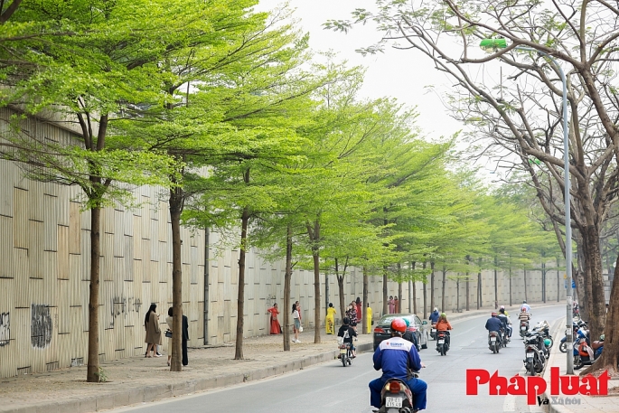 Năm 2024, Hà Nội sẽ trồng mới 200.000-250.000 cây bóng mát, cây lấy gỗ