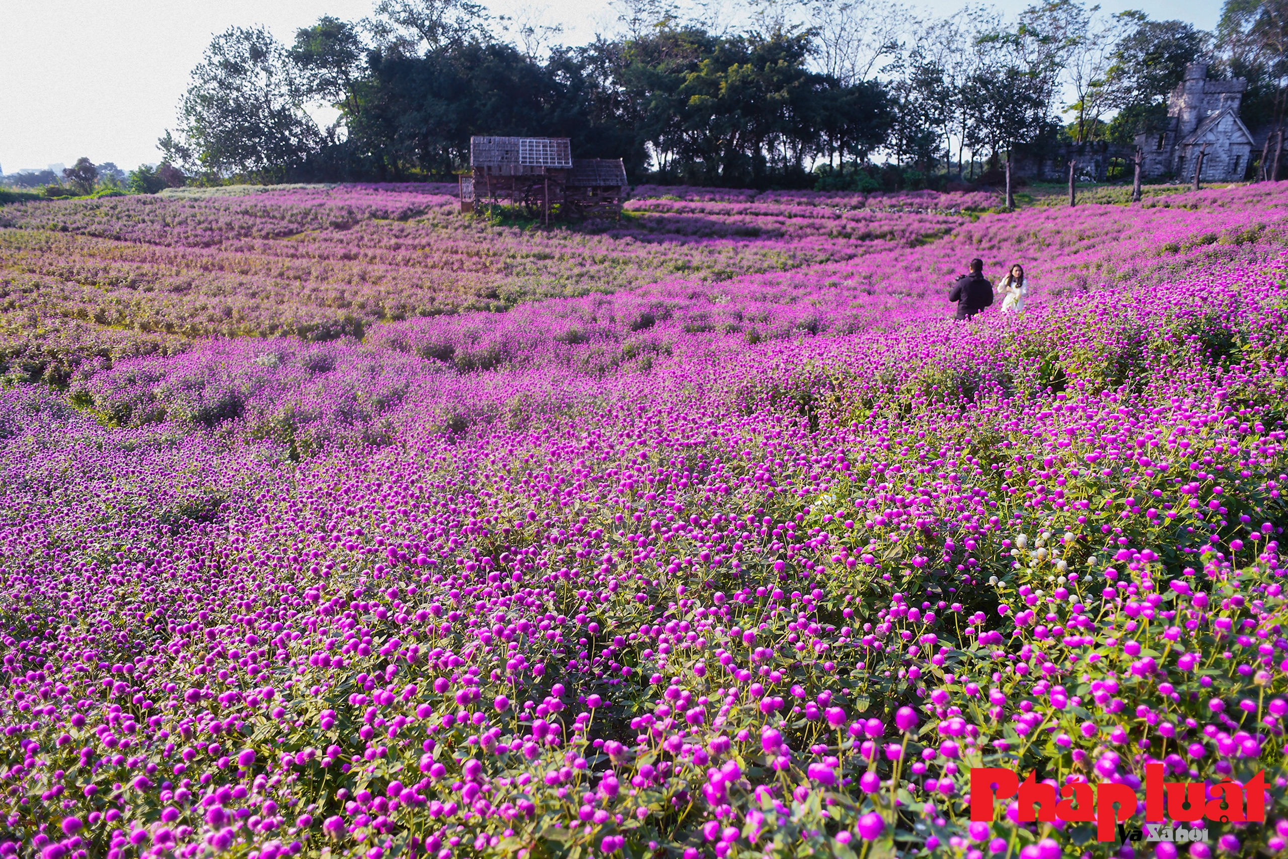 Đẹp mơ màng vườn cúc bách nhật lớn nhất Hà Nội