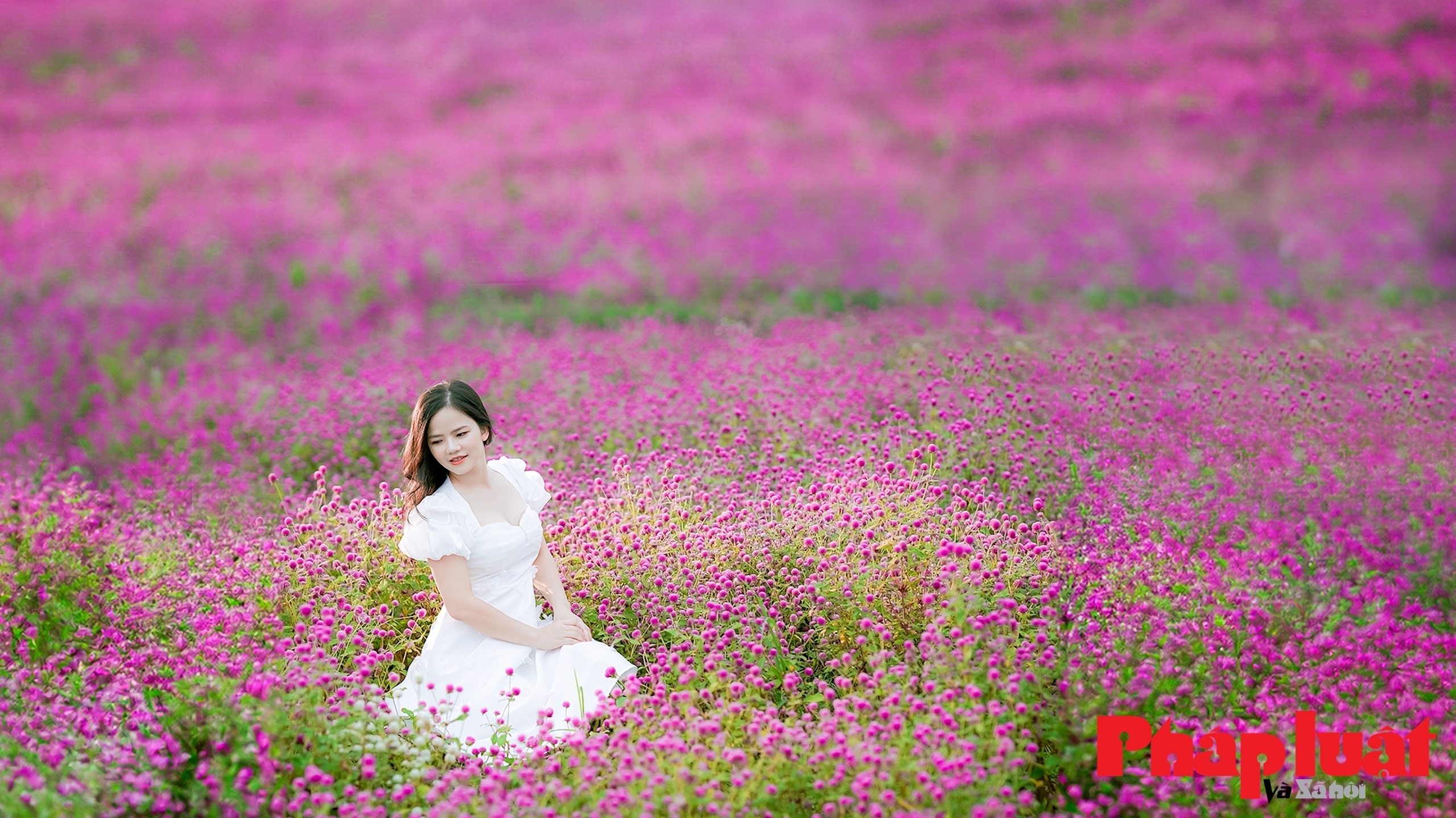 Đẹp mơ màng vườn cúc bách nhật lớn nhất Hà Nội