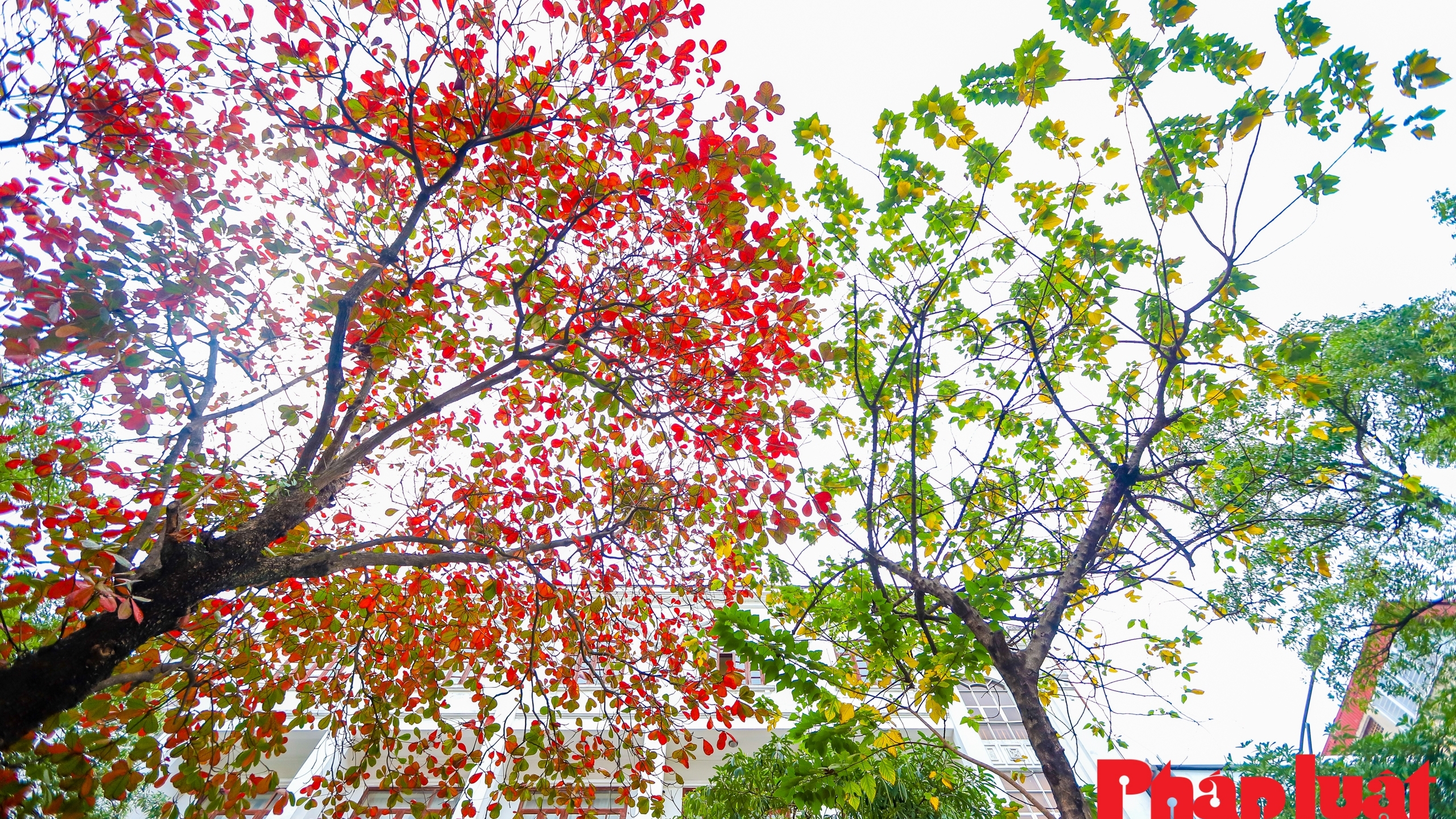 Hà Nội đẹp lãng mạn mùa cây bàng lá đỏ