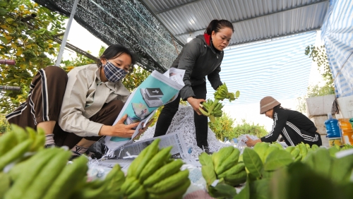 Làng phật thủ Đắc Sở vào vụ Tết Nguyên đán Giáp Thìn 2024